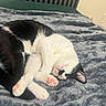 Cdot is registered to the contest to win money with this photo: cat, sleeping, black_and_white, pet, feline, cozy, blanket, indoor, cute, paw, fur, resting, nap, animal, whiskers, pink_paw_pads, relaxation, domestic_cat, soft, bed