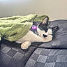 Cdot is registered to the contest to win money with this photo: cat, sleeping, blanket, couch, cozy, black_and_white, pet, indoor, relaxing, fur, paw, whiskers, nap, domestic_animal, soft, comfort, resting, cute, animal, quiet