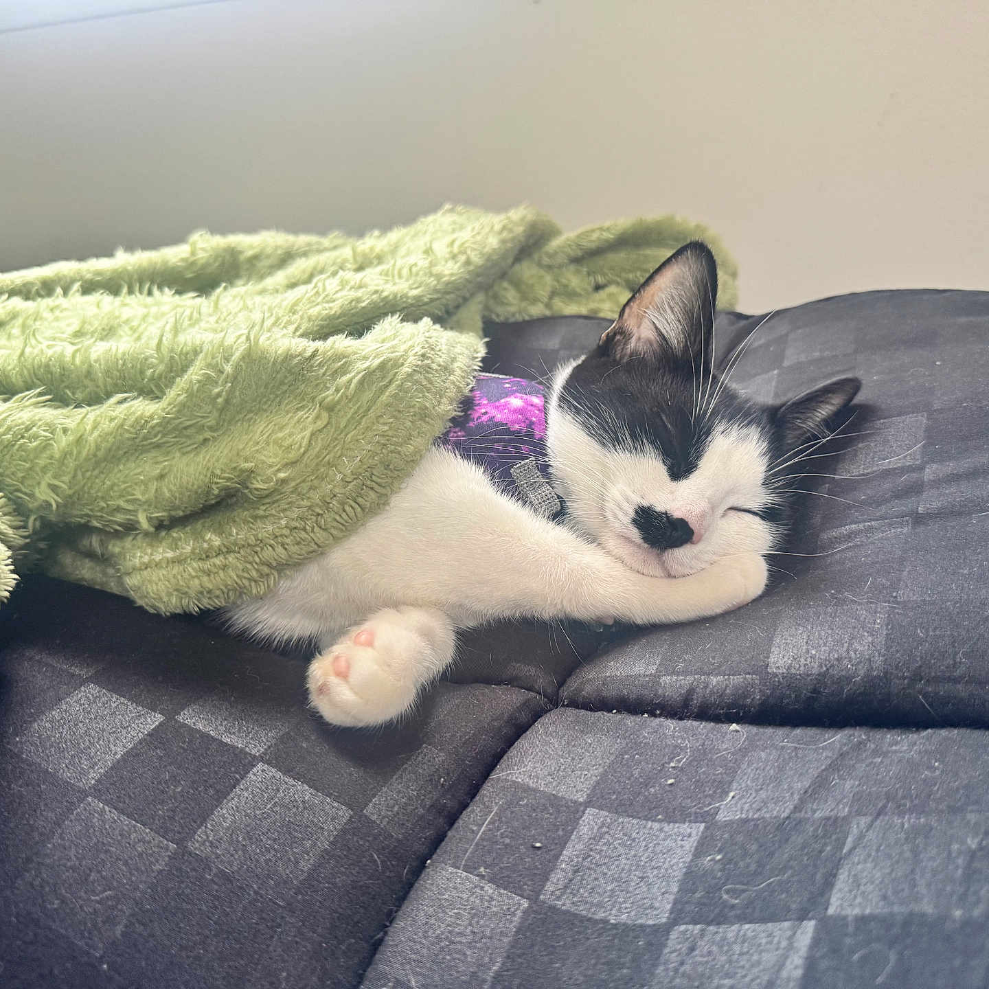 Cdot is registered to the contest to win money with this photo: cat, sleeping, blanket, couch, cozy, black_and_white, pet, indoor, relaxing, fur, paw, whiskers, nap, domestic_animal, soft, comfort, resting, cute, animal, quiet