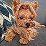 dog, small_dog, yorkshire_terrier, pet, fur, cute, indoors, couch, pillow, relaxing, close_up, brown_fur, fluffy, animal, companion, domestic_animal, portrait, hair_tie, paw, snout