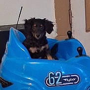 Onyx joined the competition — help win amazing prizes! animal, black_dog, blue, bumper_car, cute, dog, ears, eyes, floor, front_view, indoor, looking, pet, play, sitting, small_dog, tan_markings, toy_car, vehicle, wall
