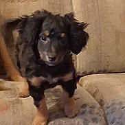 Onyx joined the competition — help win amazing prizes! puppy, dog, small_dog, black_dog, tan_markings, floppy_ears, couch, furniture, indoor, pet, animal, cute, young_dog, curious, standing, soft_texture, domestic, companion, blurred, home