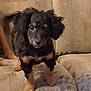puppy, dog, small_dog, black_dog, tan_markings, floppy_ears, couch, furniture, indoor, pet, animal, cute, young_dog, curious, standing, soft_texture, domestic, companion, blurred, home