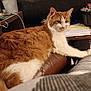 abyssinian, animal, architecture, armchair, building, cat, chair, computer, couch, furniture, hardwood, indoors, interiordesign, kitten, livingroom, manx, pet, plywood, room, wood