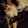 cat, orange_cat, white_cat, fluffy, pet, indoor, couch, quilt, worn_out, furniture, relaxed, paws, animal, feline, domestic, resting, curious, dim_lighting, cozy, home