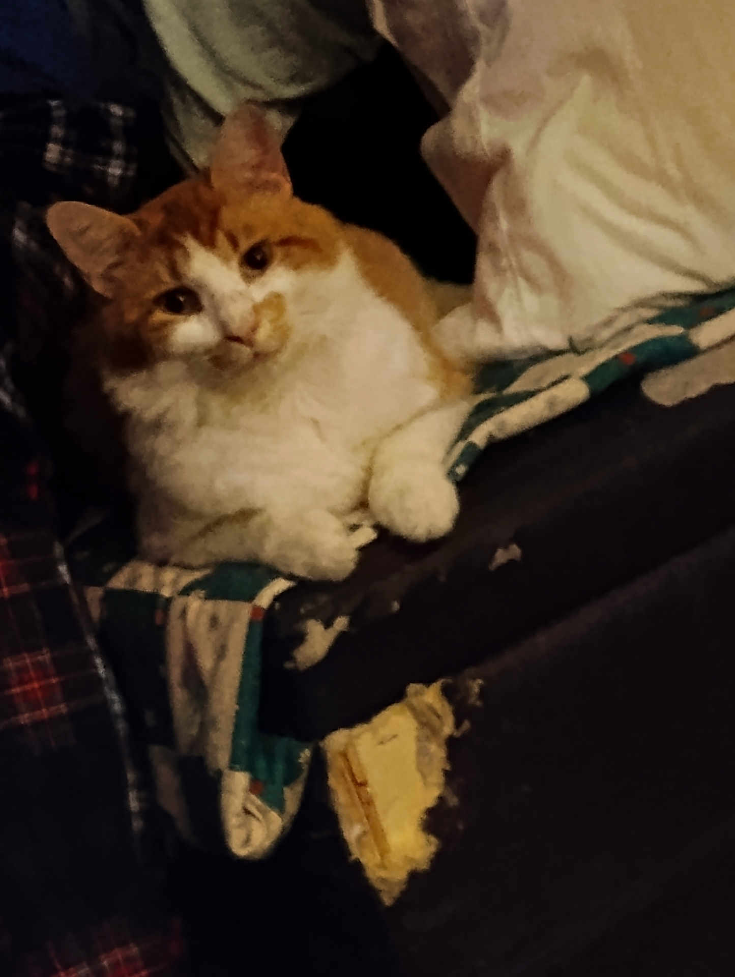 Nugget