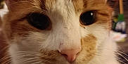 Nugget is registered to the contest to win money with this photo: abyssinian, angora, animal, bodypart, cat, hardwood, kitten, manx, mouth, person, pet, siamese, snout, wood