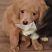 Copper joined the competition — help win amazing prizes! puppy, dog, golden_retriever, pet, animal, floor, indoor, cute, blurry, pixelated, mouth, toy, wooden_floor, brown, fur, young, small, companion, domestic, curious