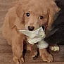 puppy, dog, golden_retriever, pet, animal, floor, indoor, cute, blurry, pixelated, mouth, toy, wooden_floor, brown, fur, young, small, companion, domestic, curious