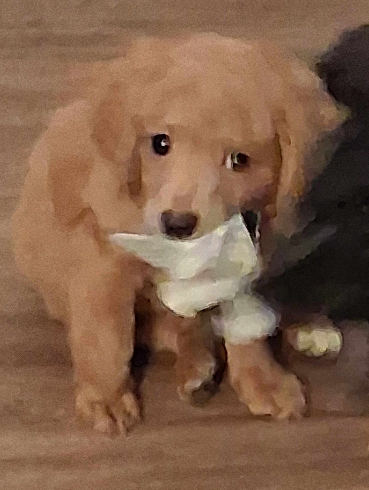 Copper joined the competition — help win amazing prizes! puppy, dog, golden_retriever, pet, animal, floor, indoor, cute, blurry, pixelated, mouth, toy, wooden_floor, brown, fur, young, small, companion, domestic, curious