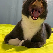 Ramses joined the competition — help win amazing prizes! animal, bed, cat, closeup, cute, domestic_cat, fur, grey_cat, indoor, mammal, pet, relaxed, resting, sleepy, teeth, tongue, whiskers, white_paws, yawning, yellow_bedspread