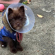 Rocco joined the competition — help win amazing prizes! puppy, dog, cone, blue_jacket, outdoor, gravel, pumpkin, pink_ball, fall_leaves, curious, brown_fur, small_dog, pet, animal, cute, cone_collar, sitting, looking_at_camera, fur, nature