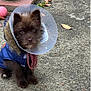 puppy, dog, cone, blue_jacket, outdoor, gravel, pumpkin, pink_ball, fall_leaves, curious, brown_fur, small_dog, pet, animal, cute, cone_collar, sitting, looking_at_camera, fur, nature