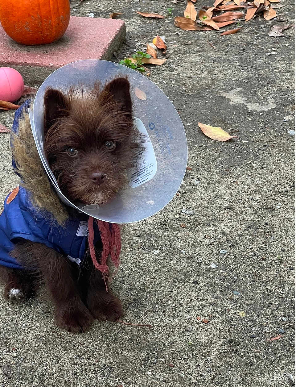 Rocco joined the competition — help win amazing prizes! puppy, dog, cone, blue_jacket, outdoor, gravel, pumpkin, pink_ball, fall_leaves, curious, brown_fur, small_dog, pet, animal, cute, cone_collar, sitting, looking_at_camera, fur, nature