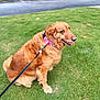 dog, golden_retriever, leash, collar, grass, outdoor, pet, canine, happy, sitting, tongue_out, fence, car, parking_lot, nature, fur, animal, companion, park, daylight