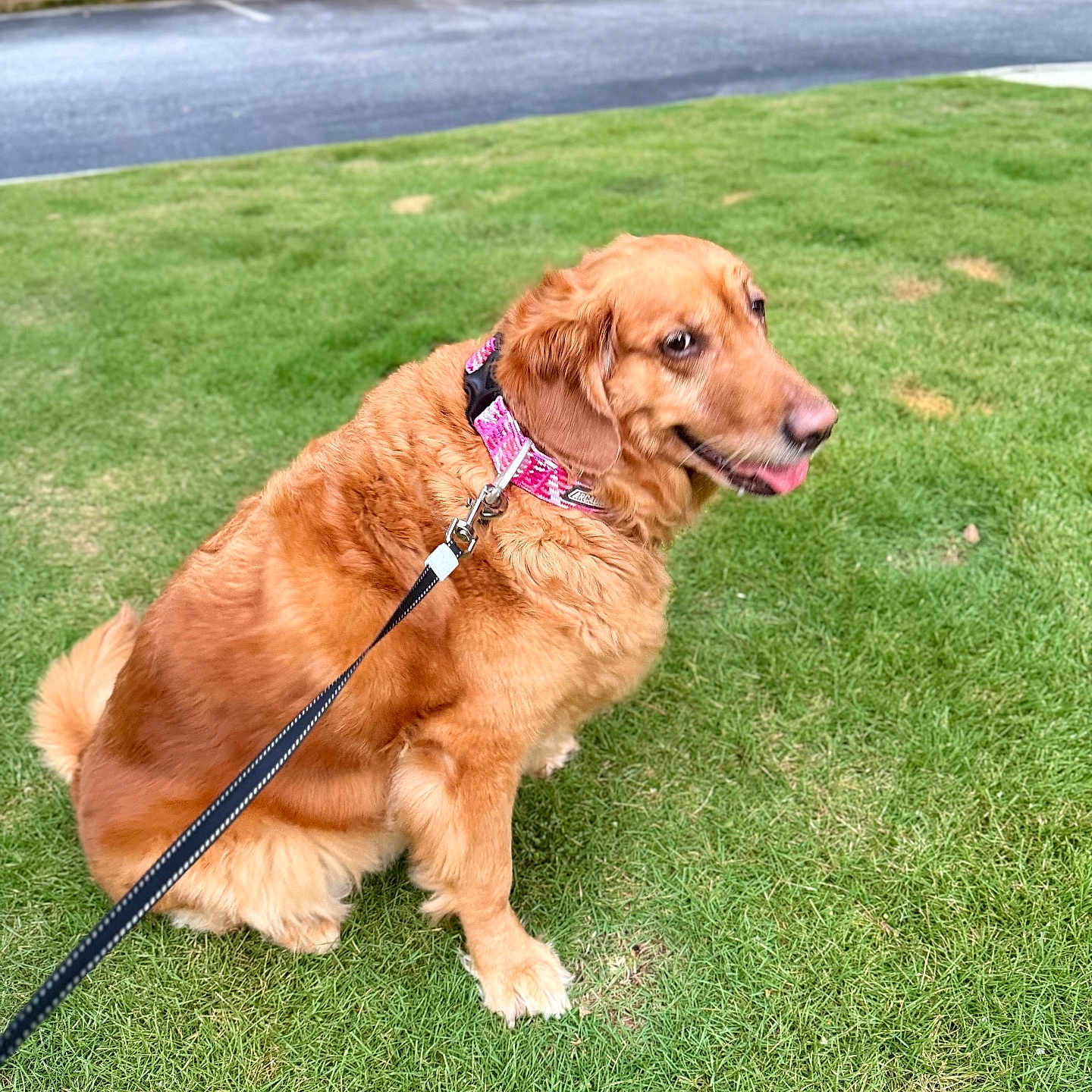 Lucy joined the competition — help win amazing prizes! animal, canine, car, collar, companion, daylight, dog, fence, fur, golden_retriever, grass, happy, leash, nature, outdoor, park, parking_lot, pet, sitting, tongue_out