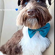 Norma Hernandez is registered to the contest to win money with this photo: dog, schnauzer, pet, portrait, close_up, bow_tie, groomed, fluffy, beard, brown_and_white, blue_eyes, sitting, car_interior, seat, animal, cute, handsome, collar, indoor, boomerang
