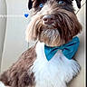 dog, schnauzer, pet, portrait, close_up, bow_tie, groomed, fluffy, beard, brown_and_white, blue_eyes, sitting, car_interior, seat, animal, cute, handsome, collar, indoor, boomerang