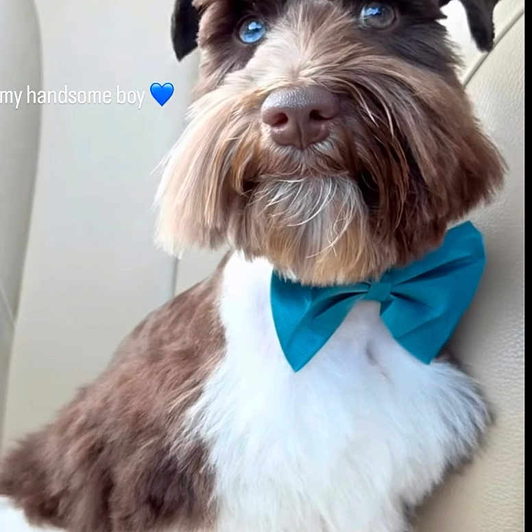 Norma Hernandez is registered to the contest to win money with this photo: dog, schnauzer, pet, portrait, close_up, bow_tie, groomed, fluffy, beard, brown_and_white, blue_eyes, sitting, car_interior, seat, animal, cute, handsome, collar, indoor, boomerang