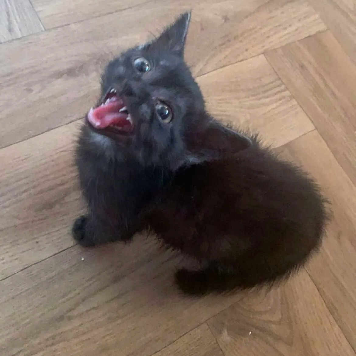 Bruno is registered to the contest to win money with this photo: animal, blackcat, bodypart, canine, cat, coyote, dog, fox, hardwood, indoors, interiordesign, kitfox, kitten, manx, mouth, person, pet, puppy, stainedwood, wood