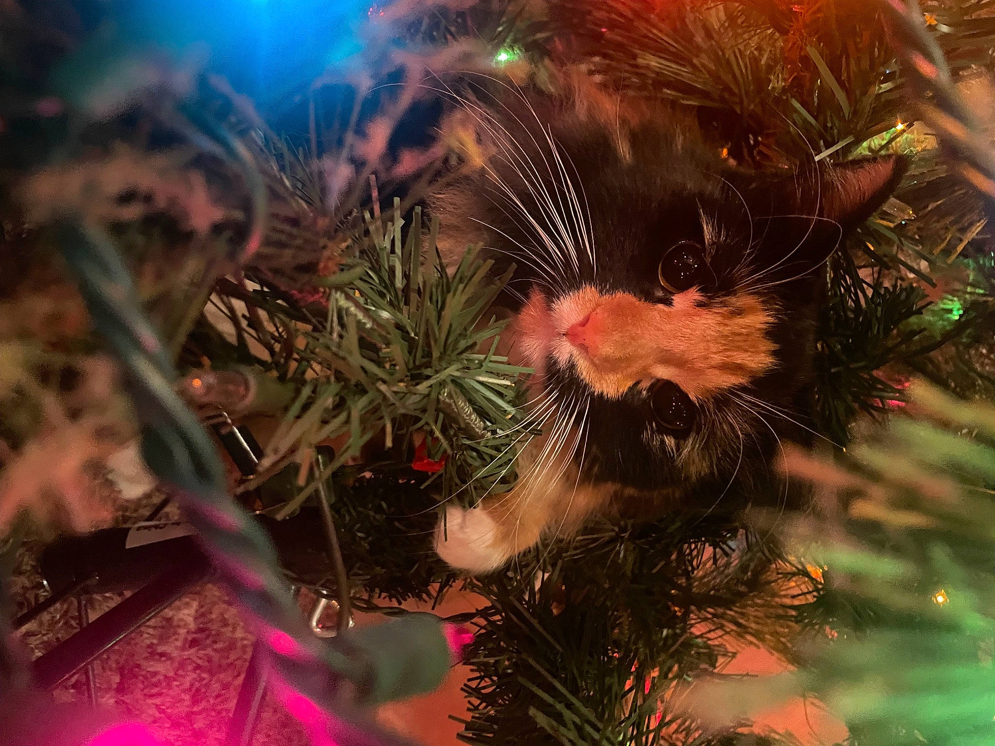 Laughy Taffy is registered to the contest to win money with this photo: branch, christmas, christmas_decoration, christmas_ornament, christmas_tree, conifer, darkness, event, evergreen, holiday, holiday_ornament, larch, light, midnight, organism, ornament, plant, space, twig, winter