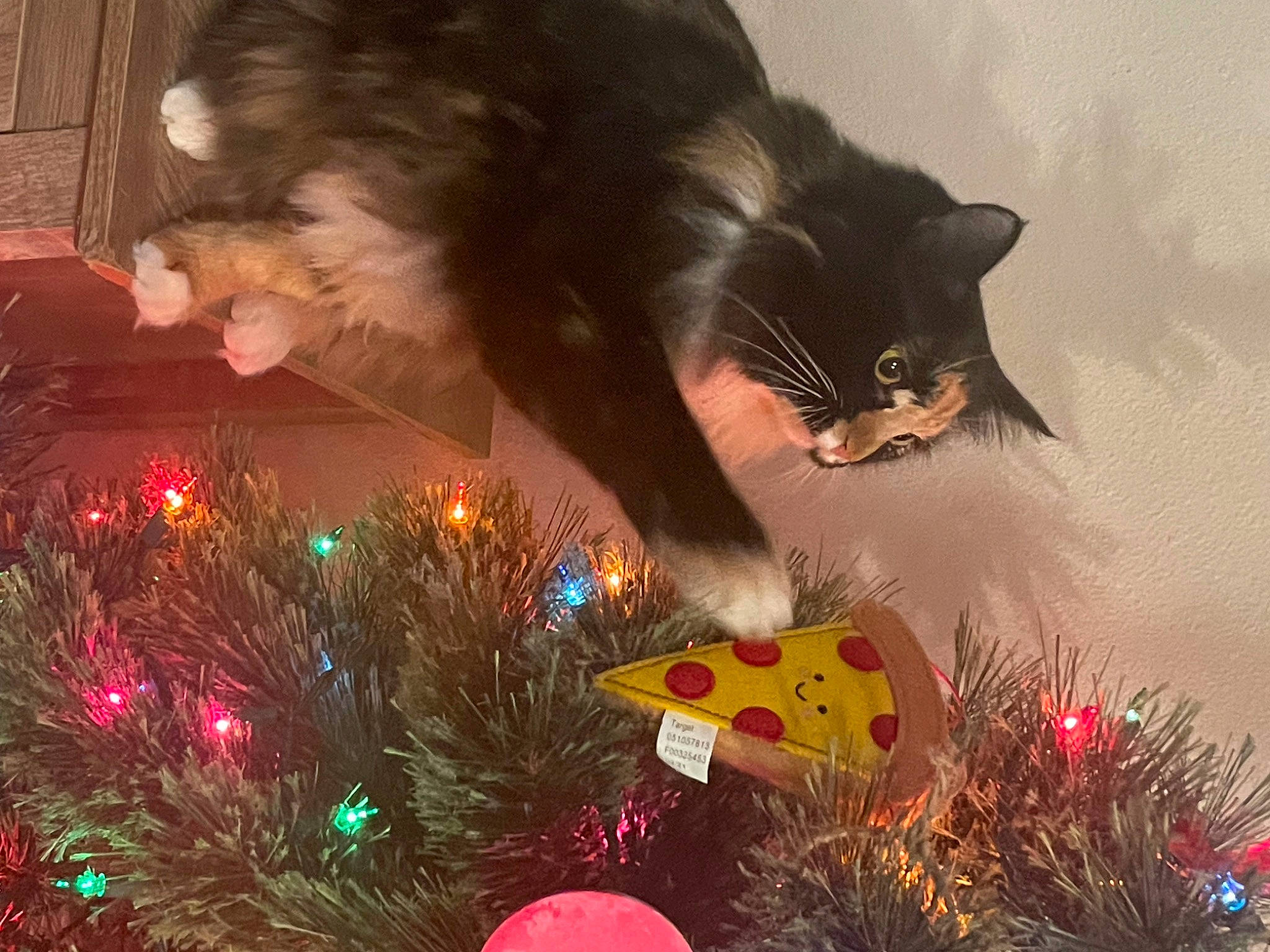 Laughy Taffy joined the competition — help win amazing prizes! carnivore, cat, christmas, christmas_decoration, christmas_eve, christmas_ornament, christmas_tree, conifer, event, evergreen, felidae, grass, holiday, holiday_ornament, light, midnight, ornament, small_to_medium_sized_cats, tail, whiskers