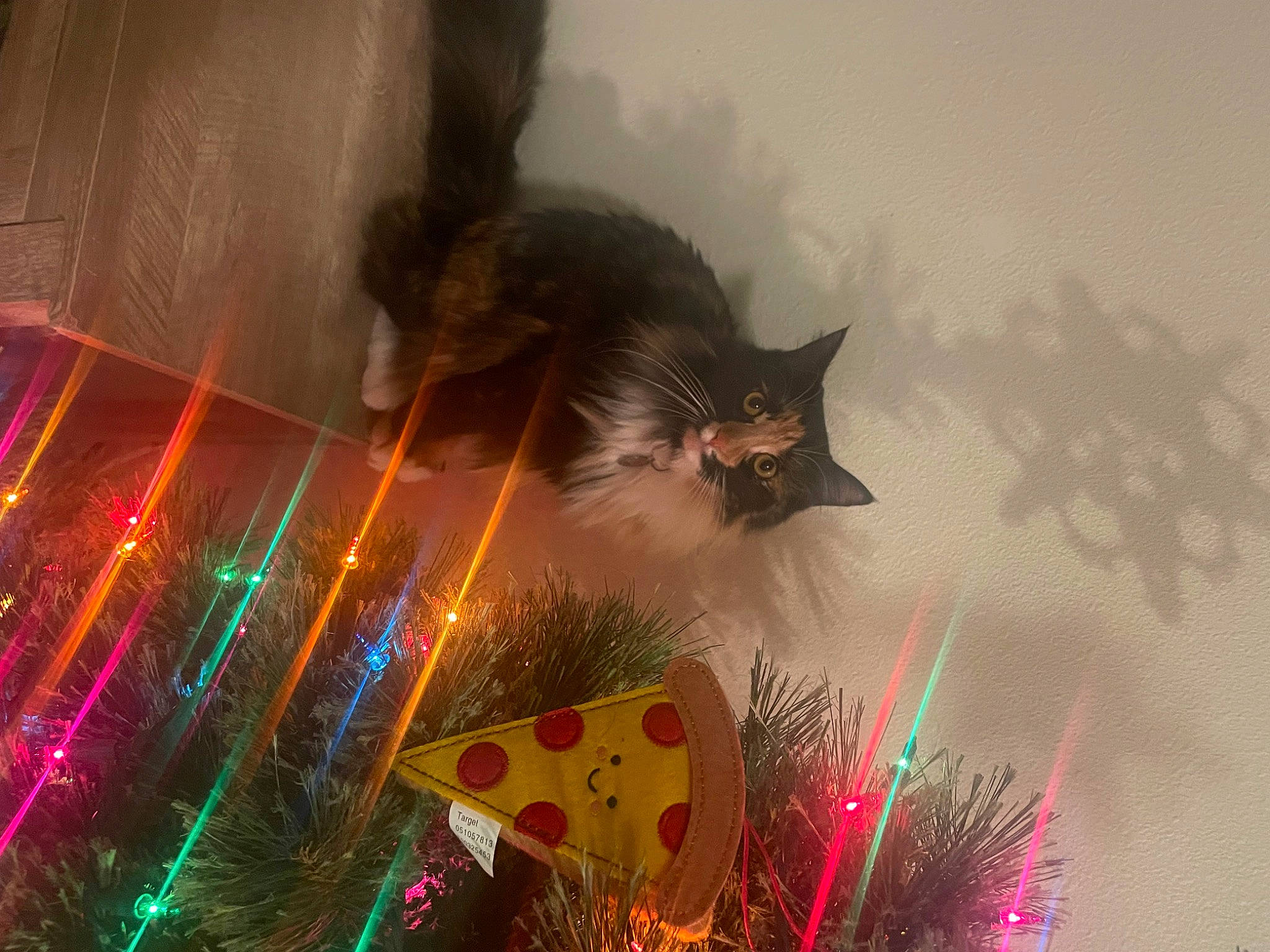 Laughy Taffy joined the competition — help win amazing prizes! art, cat, darkness, diwali, event, felidae, festival, fun, heat, holiday, midnight, new_year, night, public_event, sky, small_to_medium_sized_cats, tail, tradition, tree, whiskers