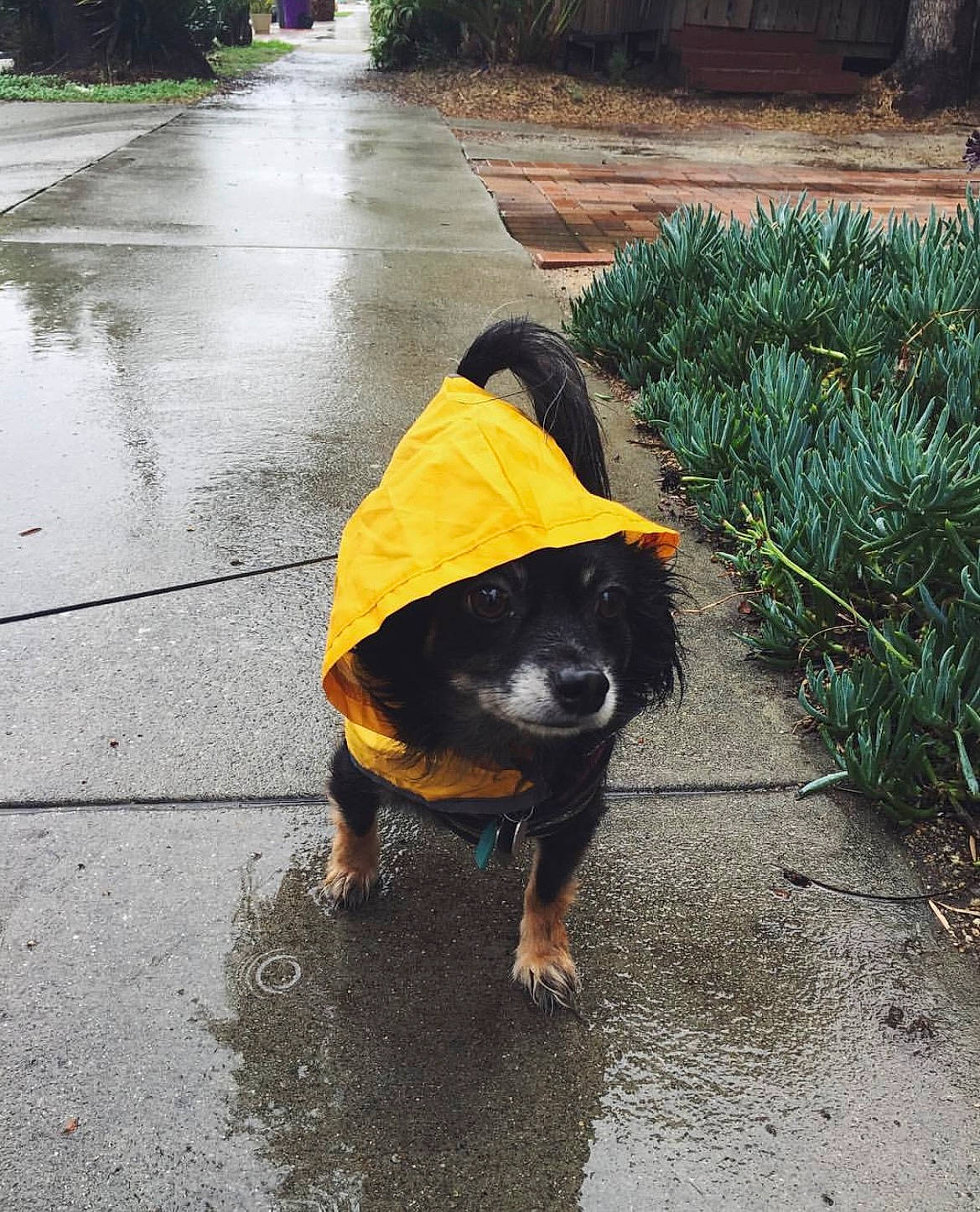 Knox is registered to the contest to win money with this photo: asphalt, canidae, carnivore, companion_dog, dog, dog_breed, fawn, flooring, grass, plant, road_surface, sidewalk, snout, soil, sporting_group, tail, tar, terrestrial_animal, tints_and_shades, working_animal