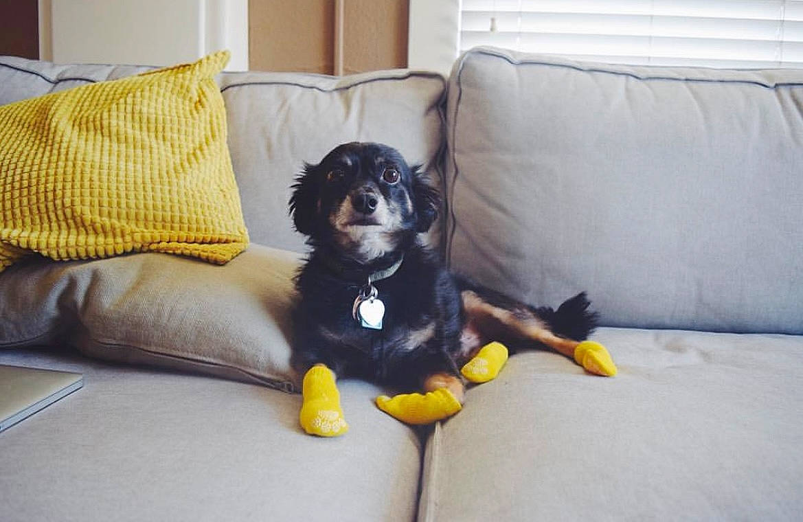 Knox joined the competition — help win amazing prizes! canidae, carnivore, comfort, companion_dog, couch, dog, dog_breed, dog_supply, flooring, guard_dog, hardwood, living_room, room, sporting_group, studio_couch, working_animal, working_dog