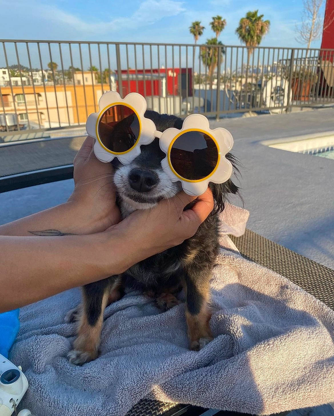 Knox is registered to the contest to win money with this photo: carnivore, cloud, companion_dog, dog, dog_breed, eyewear, fawn, fence, goggles, hat, leisure, palm_tree, personal_protective_equipment, sky, snout, summer, sunglasses, tree, vision_care, working_animal