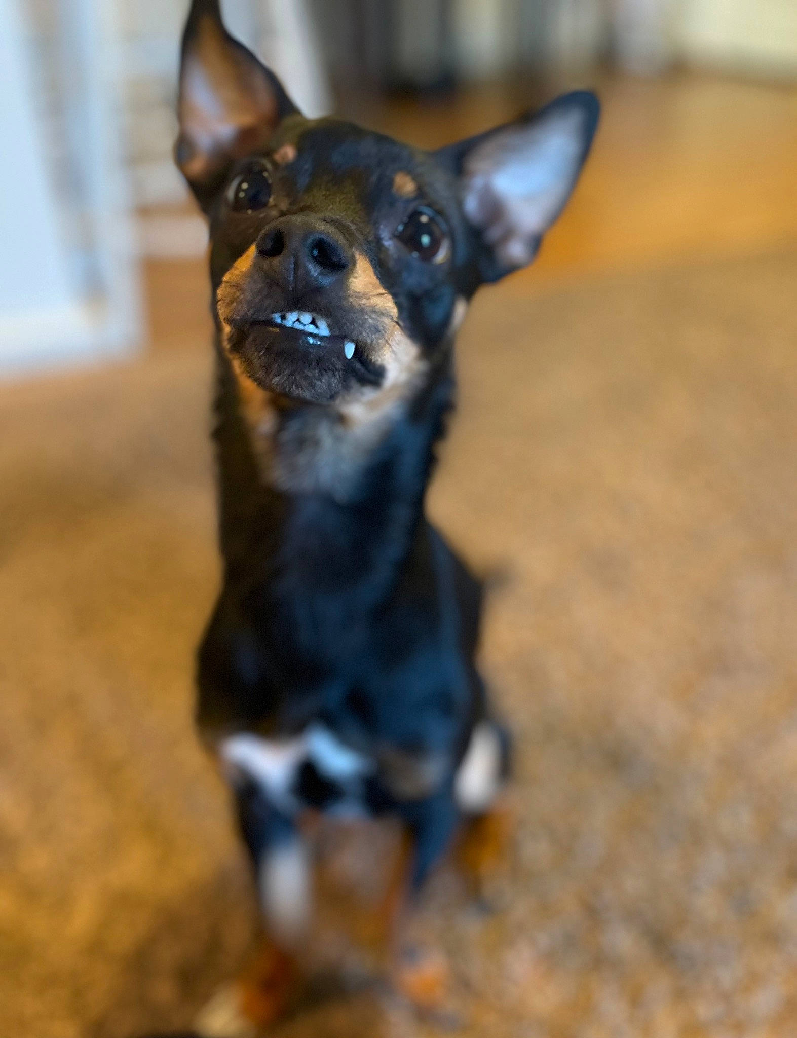 Wicket joined the competition — help win amazing prizes! canidae, carnivore, chihuahua, collar, companion_dog, dog, dog_breed, dog_supply, fawn, fur, guard_dog, pinscher, prazsky_krysarik, snout, sporting_group, terrestrial_animal, toy_dog, whiskers, working_animal, working_dog