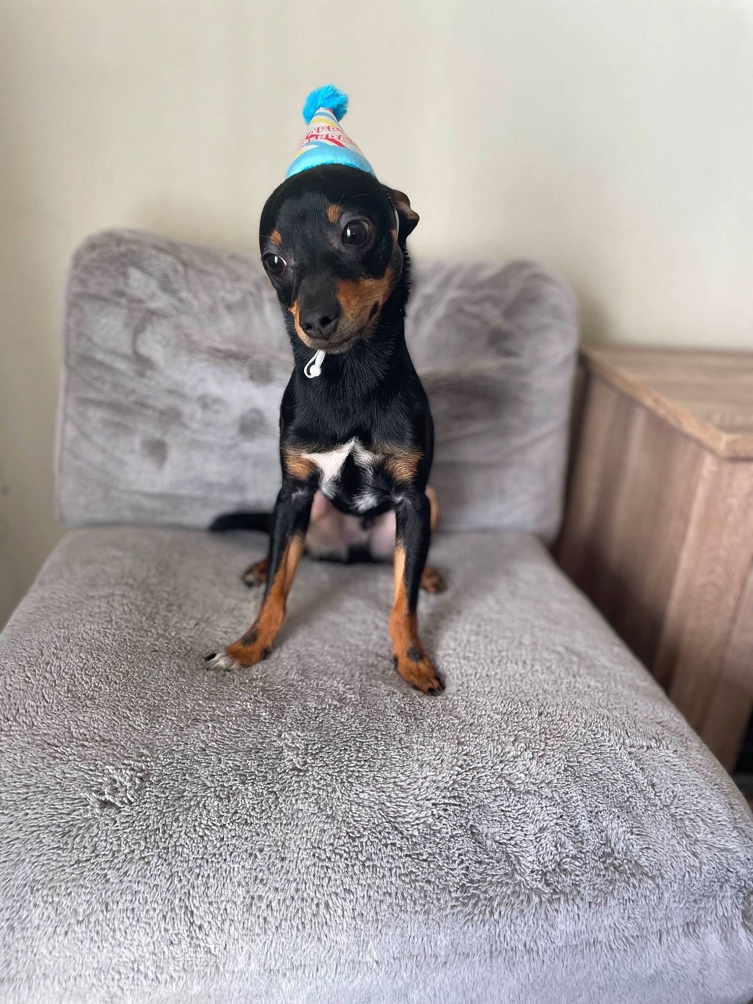 Wicket is registered to the contest to win money with this photo: art, ball, canidae, carnivore, comfort, companion_dog, dog, dog_breed, fawn, flooring, fur, grey, guard_dog, rottweiler, snout, sporting_group, tail, toy_dog, wood, working_animal