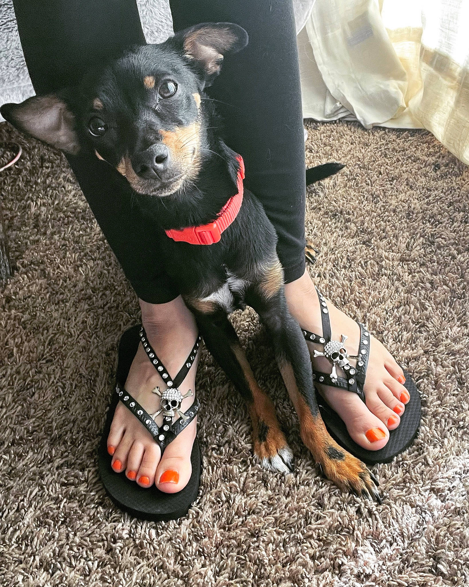 Wicket joined the competition — help win amazing prizes! black, calf, canidae, carnivore, companion_dog, dog, dog_breed, dog_supply, fashion_accessory, fawn, foot, human_leg, plastic_bag, sandal, shoe, sleeve, sporting_group, thigh, toy_dog, working_animal