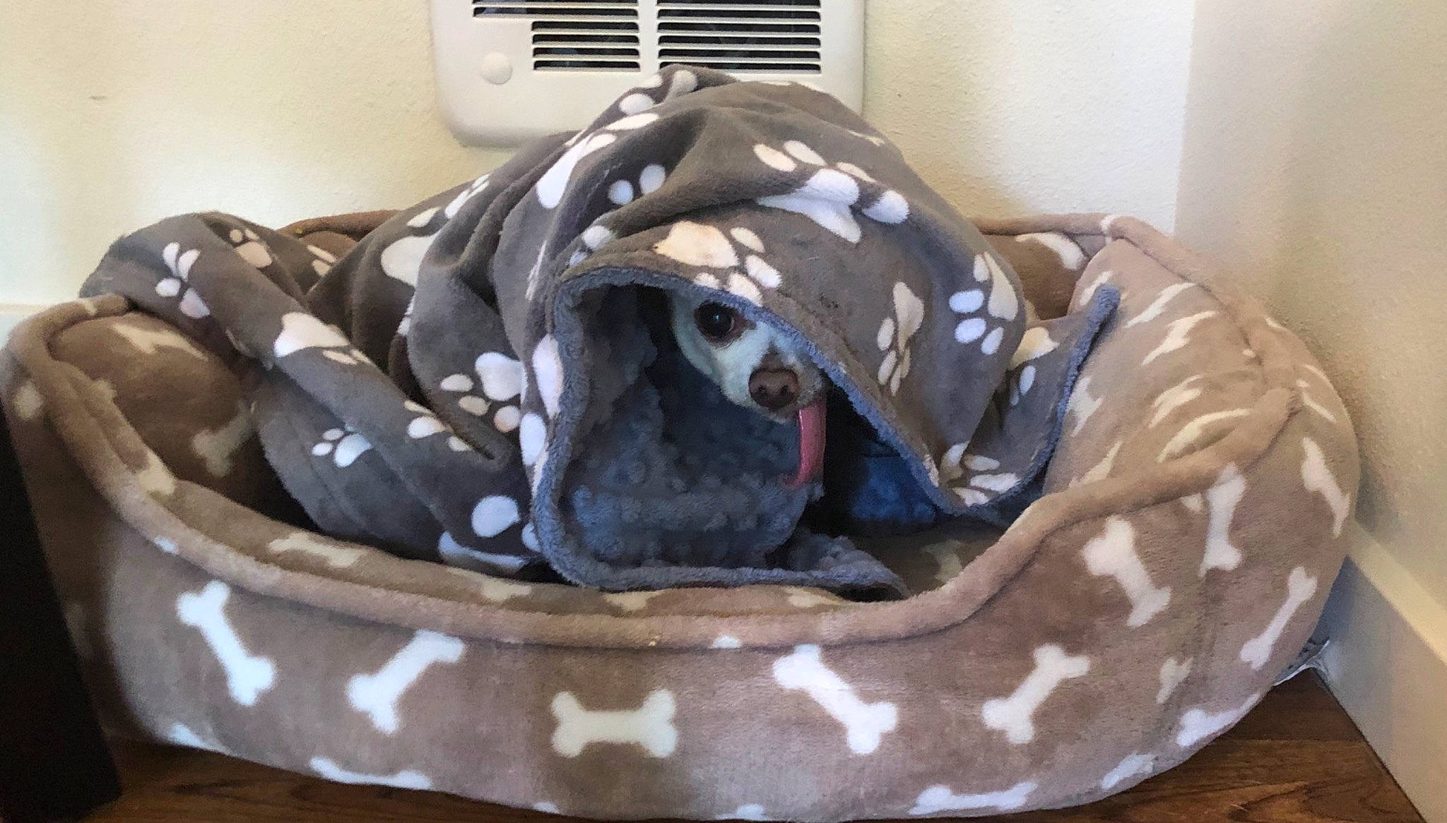 Vincent is registered to the contest to win money with this photo: bag, canidae, carnivore, comfort, companion_dog, dog, dog_bed, dog_breed, dog_supply, fashion_accessory, fawn, felidae, helmet, luggage_and_bags, personal_protective_equipment, reptile, sporting_group, stuffed_toy, toy, working_animal