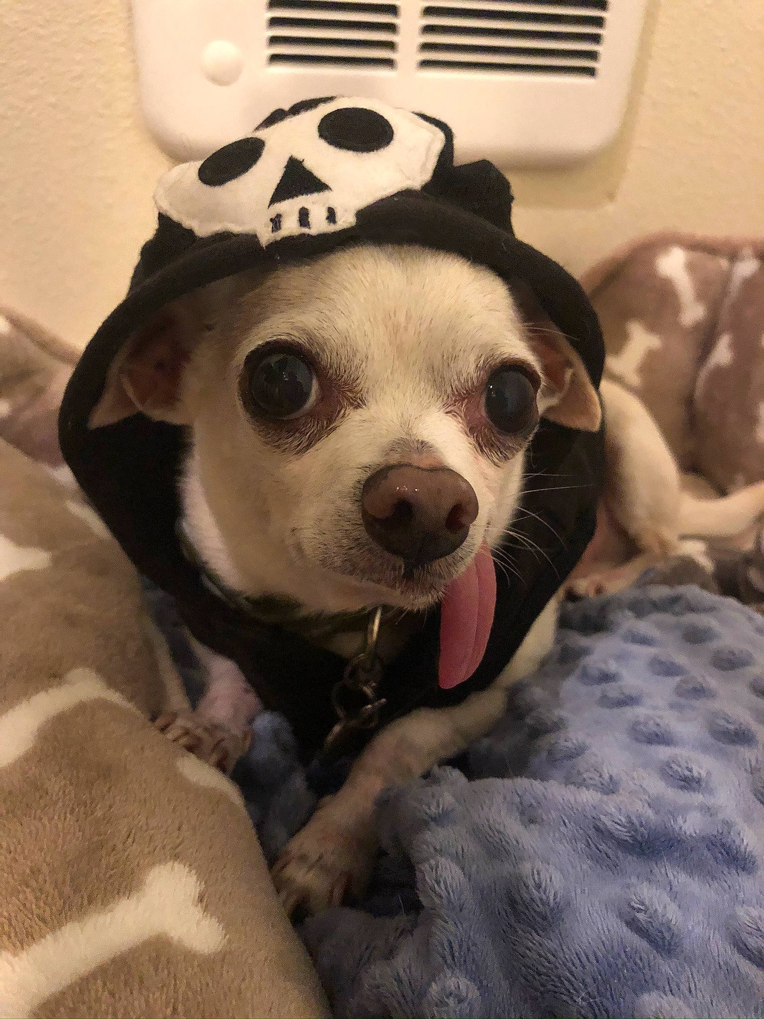 Vincent joined the competition — help win amazing prizes! audio_equipment, canidae, carnivore, comfort, companion_dog, couch, dog, dog_breed, dog_clothes, dog_supply, eye, fawn, fur, head, jaw, personal_protective_equipment, snout, sporting_group, whiskers, working_animal