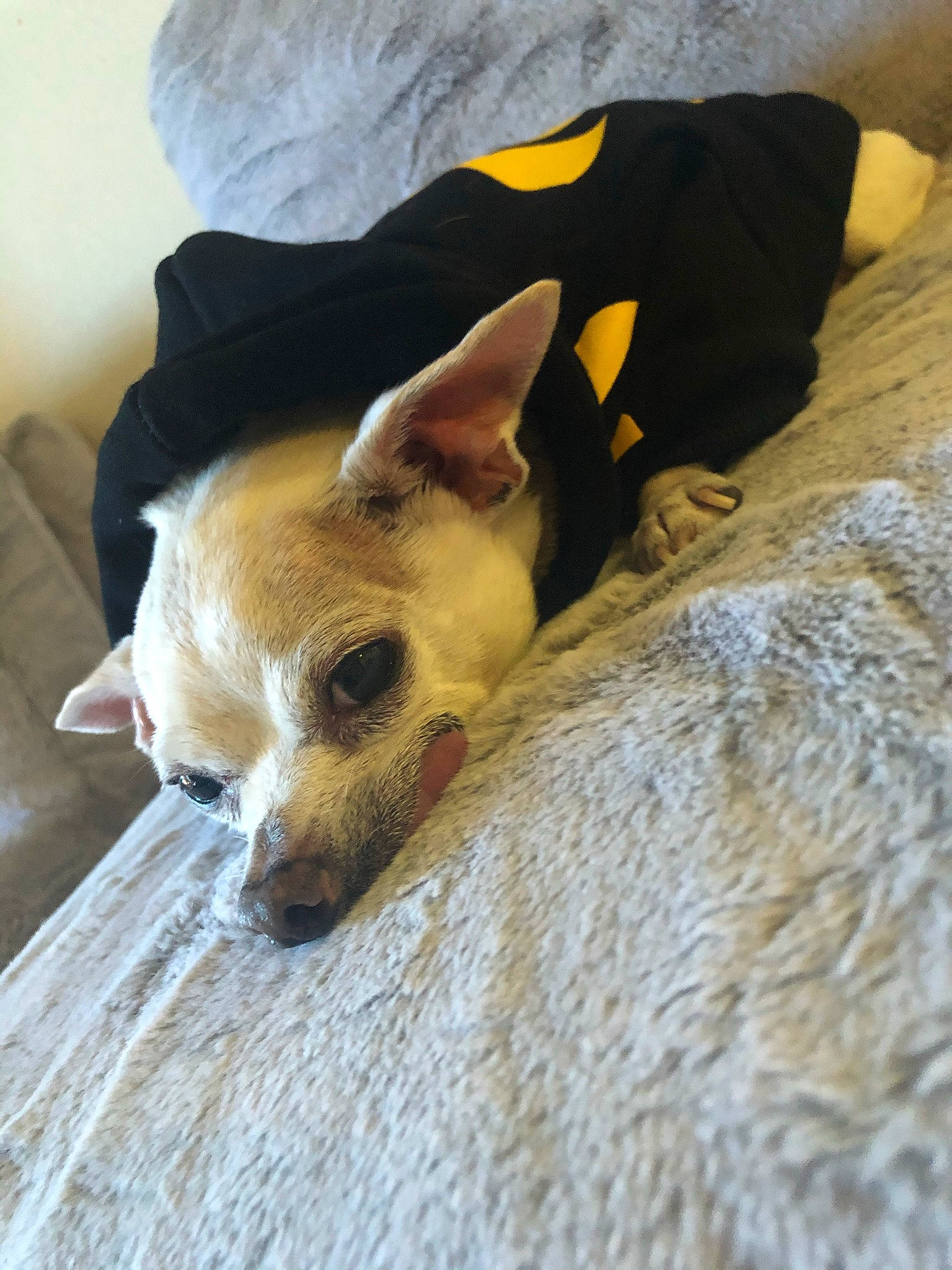 Vincent joined the competition — help win amazing prizes! canidae, carnivore, comfort, companion_dog, dog, dog_breed, fawn, fur, mammal, nap, non_sporting_group, snout, sporting_group, terrestrial_animal, toy_dog, vertebrate, whiskers, wildlife, wood, working_animal