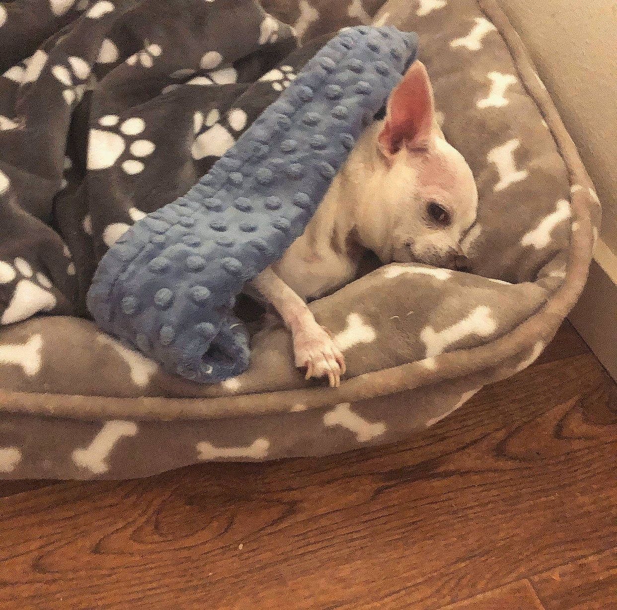 Vincent joined the competition — help win amazing prizes! carmine, carnivore, comfort, companion_dog, dog_breed, fawn, felidae, foot, hardwood, linens, pattern, paw, pet_supply, small_to_medium_sized_cats, snout, tail, terrestrial_animal, toy, whiskers, wood