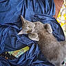cat, gray_cat, pet, animal, feline, blanket, blue_blanket, quilt, fabric, indoor, resting, cute, curious, yellow_eyes, fur, paws, lying_down, cozy, home, soft