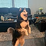 Koda joined the competition — help win amazing prizes! dog, standing, indoor, living_room, wood_floor, couch, window, blinds, coffee_table, pet, fur, happy, tongue_out, alert, home, carpet, decor, plant, table, blanket