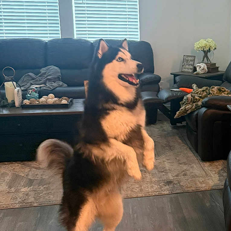 Koda