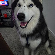 Koda is registered to the contest to win money with this photo: dog, siberian_husky, blue_eyes, pet, indoor, carpet, smiling, sitting, fur, animal, canine, black_and_white, tongue_out, happy, ears, nose, household, television, cord, floor