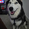 dog, siberian_husky, blue_eyes, pet, indoor, carpet, smiling, sitting, fur, animal, canine, black_and_white, tongue_out, happy, ears, nose, household, television, cord, floor