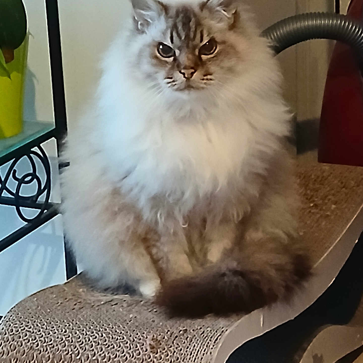 Jeanine Point a rejoint le concours — aidez-le/la à gagner de superbes lots ! animal, cat, closeup, cozy, domestic, ears, face, feline, fluffy, fur, furniture, home, indoor, looking, pet, plant, scratch_pad, sitting, tail, whiskers