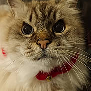 Jeanine Point a rejoint le concours — aidez-le/la à gagner de superbes lots ! animal, bell, cat, close_up, collar, curious, cute, domestic, eyes, face, feline, fluffy, fur, indoor, mammal, nose, pet, portrait, soft, whiskers