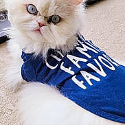 Casper joined the competition — help win amazing prizes! cat, fluffy, white_cat, blue_eyes, pet_clothing, shirt, textile, indoor, window_screen, plant_pot, stones, fur, close_up, animal, cute, relaxed, looking_at_camera, portrait, domestic_cat, feline