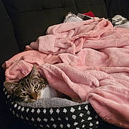 Miffy is registered to the contest to win money with this photo: cat, tabby_cat, blanket, pink_blanket, pet_bed, couch, indoor, cozy, comfort, resting, fur, animal, domestic, furniture, relaxation, home, hand, patterned, soft, sleepy