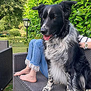 Oups participe au concours pour gagner de l'argent avec cette photo : barefoot, black_and_white, daylight, dog, fur, garden, grass, greenery, jeans, lace_cuffs, lamp_post, nature, outdoor, person, pet, relaxation, sitting, summer, tongue_out, wicker_couch