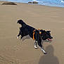 dog, beach, sand, ocean, waves, running, harness, black_dog, white_spots, outdoor, animal, playful, sunlight, shadow, sky, water, coast, nature, pet, happy