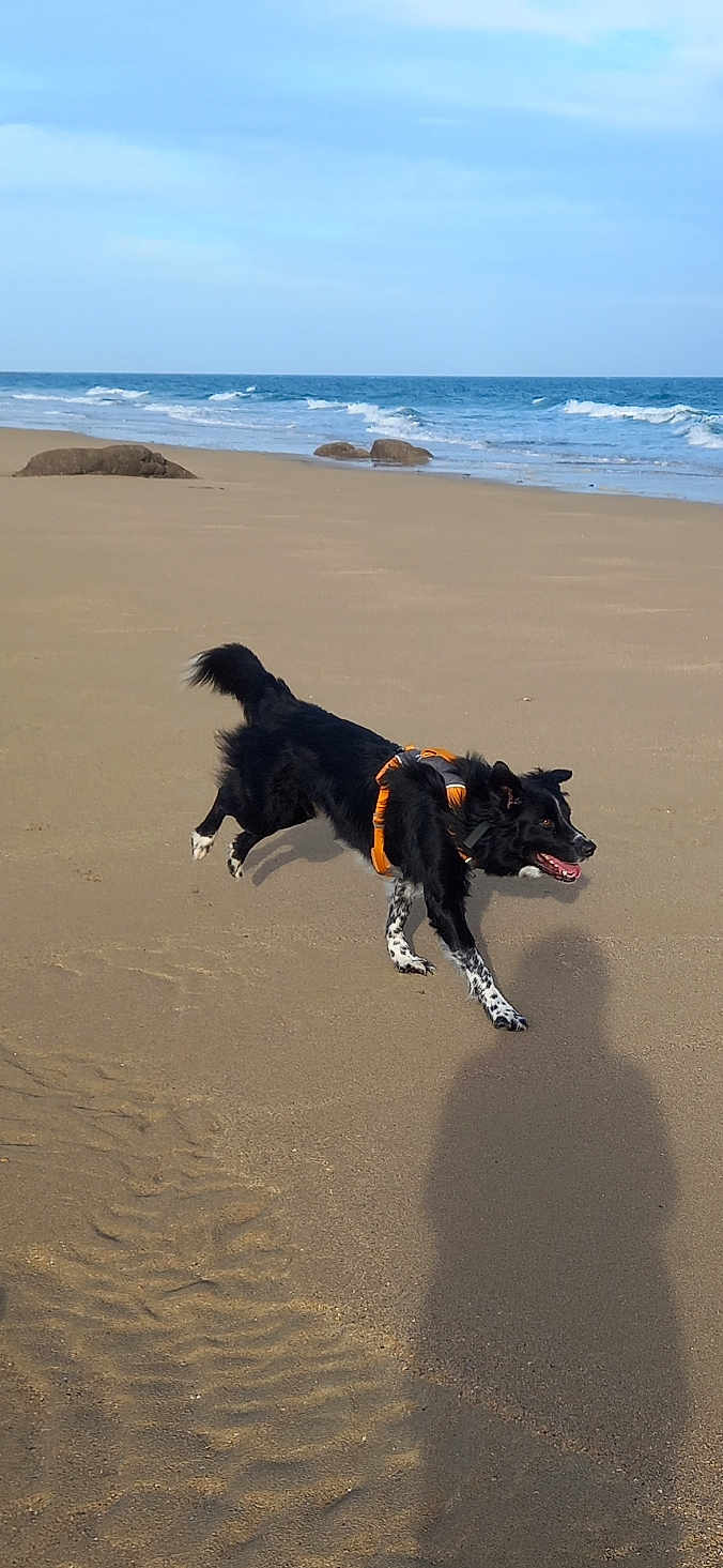 Oups participe au concours pour gagner de l'argent avec cette photo : dog, beach, sand, ocean, waves, running, harness, black_dog, white_spots, outdoor, animal, playful, sunlight, shadow, sky, water, coast, nature, pet, happy