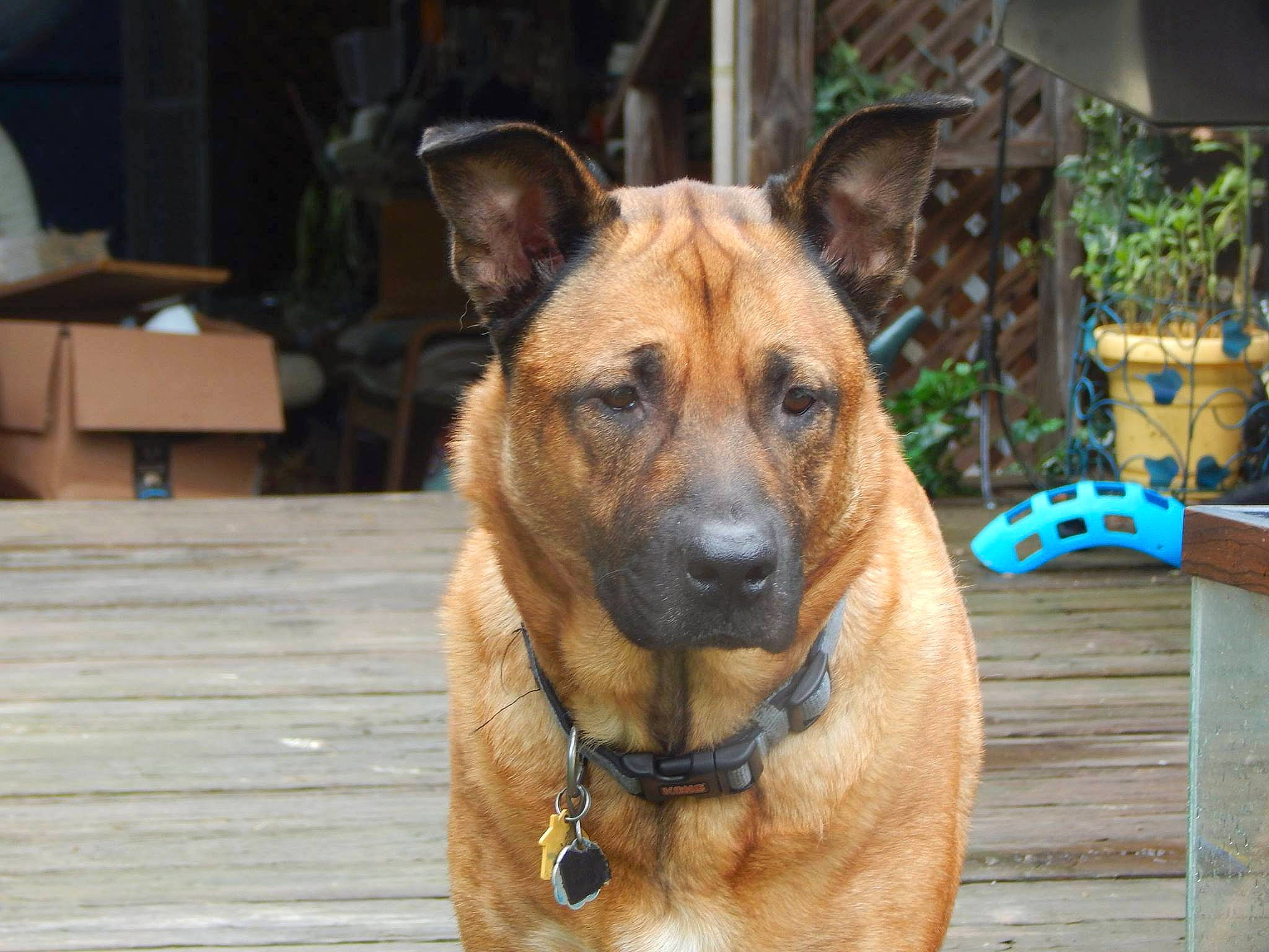 Cooper is registered to the contest to win money with this photo: box, canidae, cardboard, carnivore, carton, collar, dog, dog_breed, dog_supply, fawn, flowerpot, guard_dog, herding_dog, houseplant, liver, pet_supply, police_dog, shipping_box, snout, working_animal